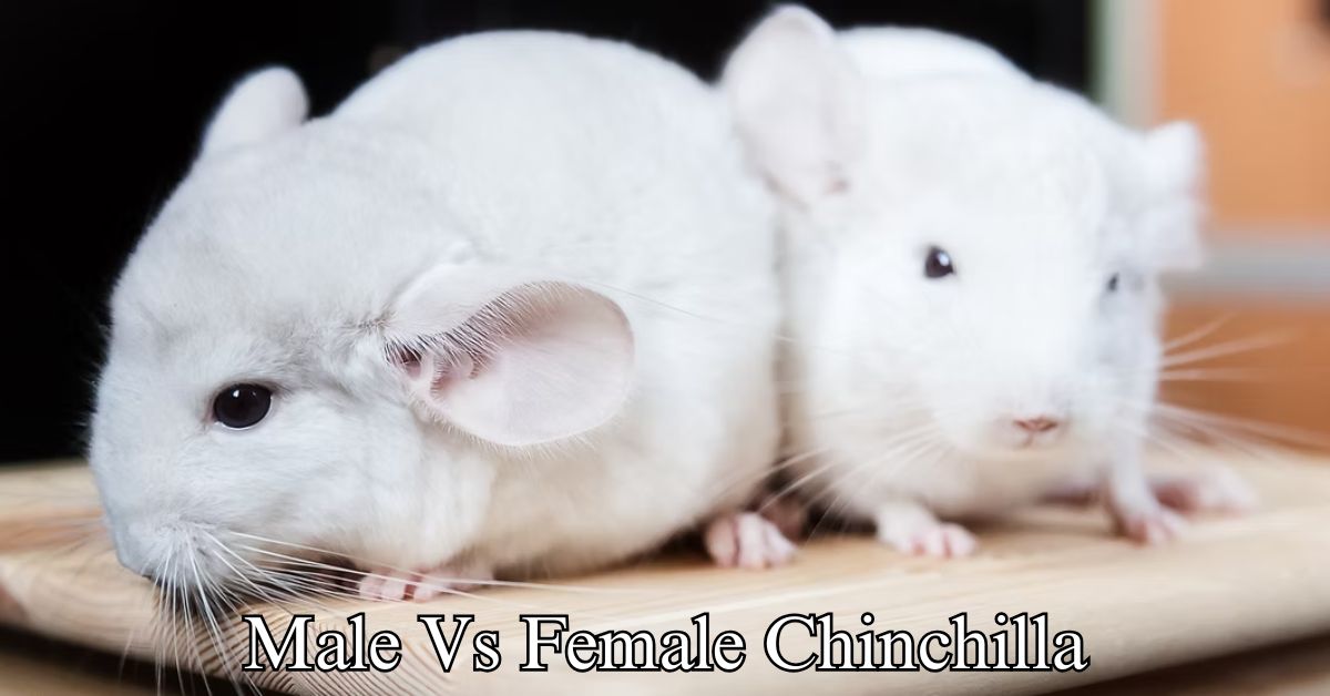 Male Vs Female Chinchilla