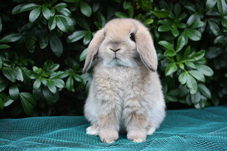 Best Rabbit for a Pet