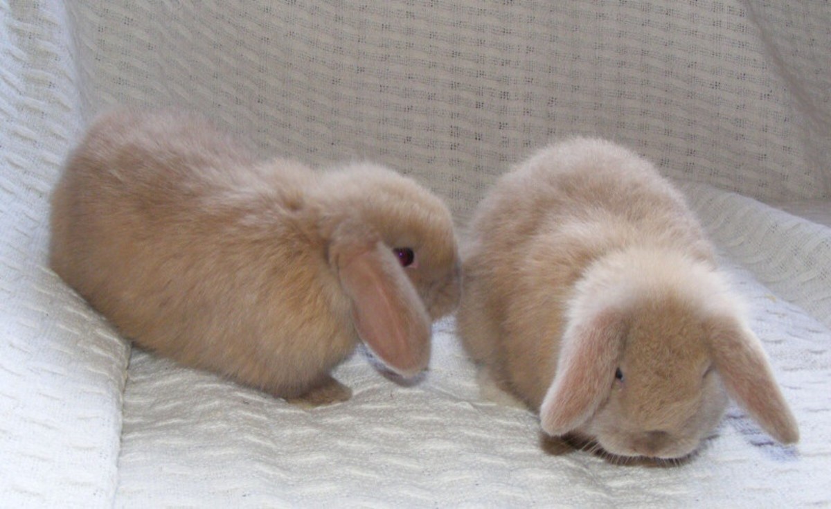 Best Rabbit for Kids