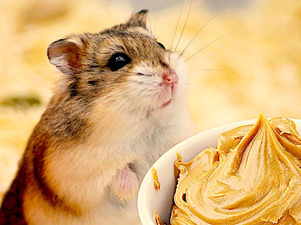 Can a Hamster Eat Peanut Butter
