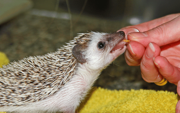 Can a Hedgehog Eat Grapes
