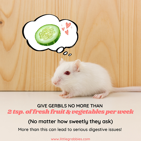 Can Gerbils Eat Celery