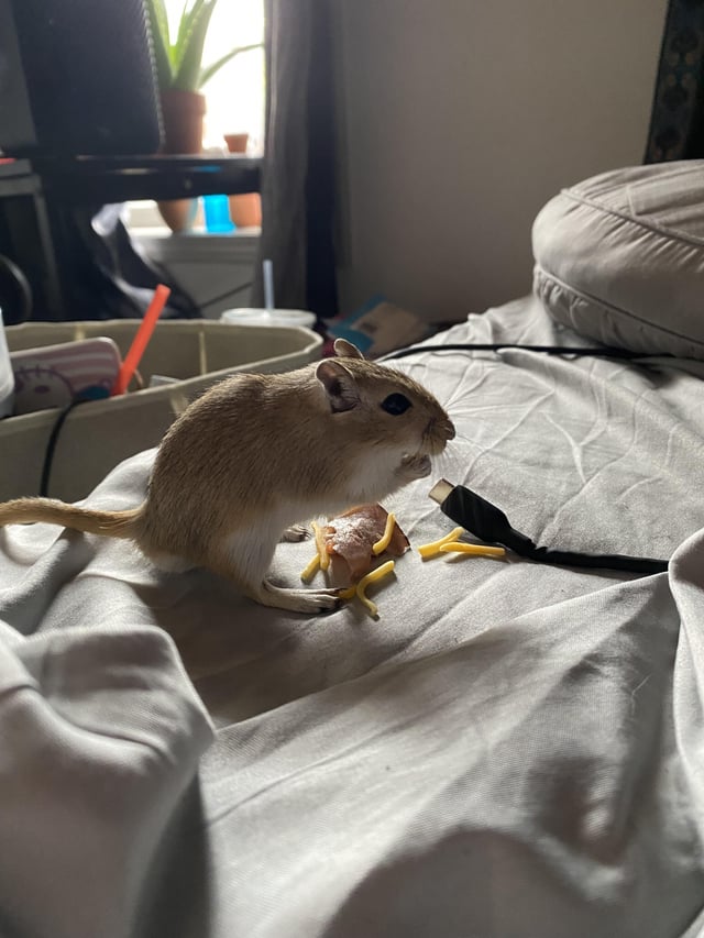 Can Gerbils Eat Cheese