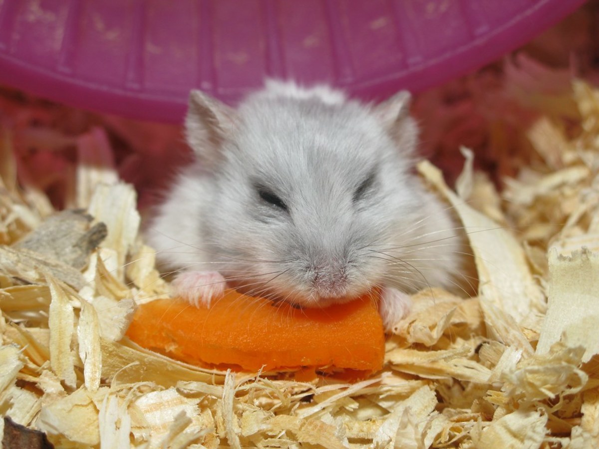 Can Gerbils Have Carrots