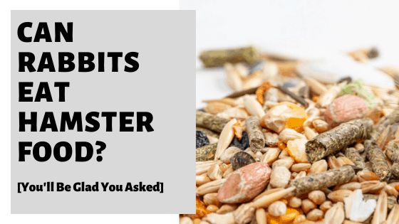 Can Rabbits Eat Hamster Food