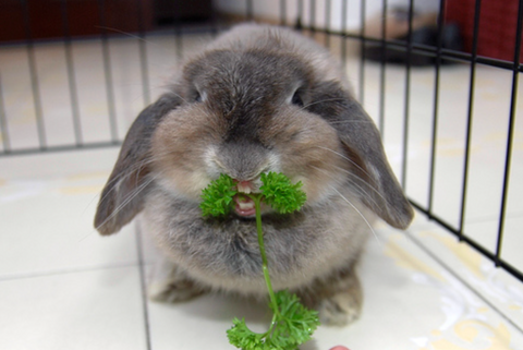 Can Rabbits Eat Parsley