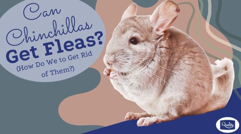 Do Chinchillas Have Fleas