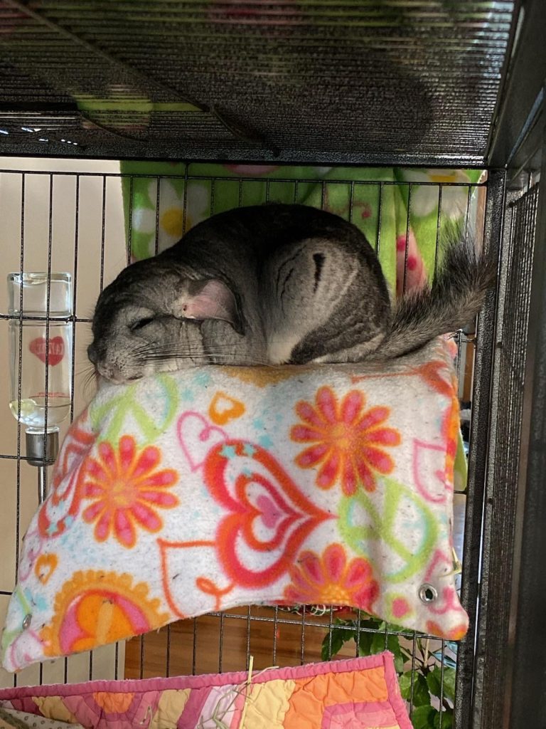 Do Chinchillas Hibernate