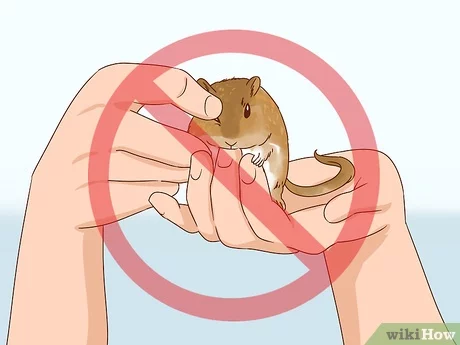 Do Gerbils Bite