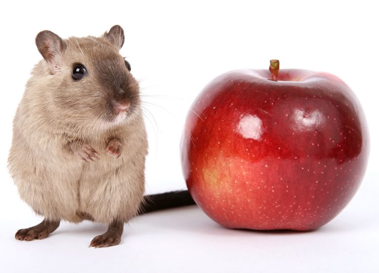 Do Gerbils Eat Apples