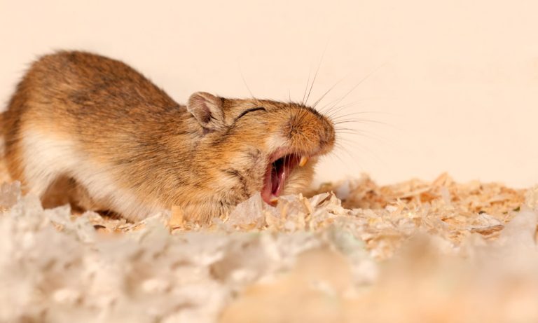 Do Gerbils Hibernate