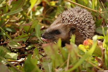 Do Hedgehog Eat Plants