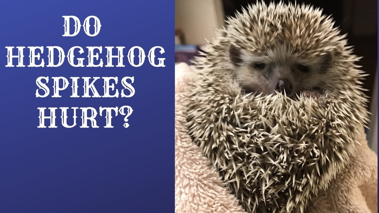 Do Hedgehog Spikes Hurt