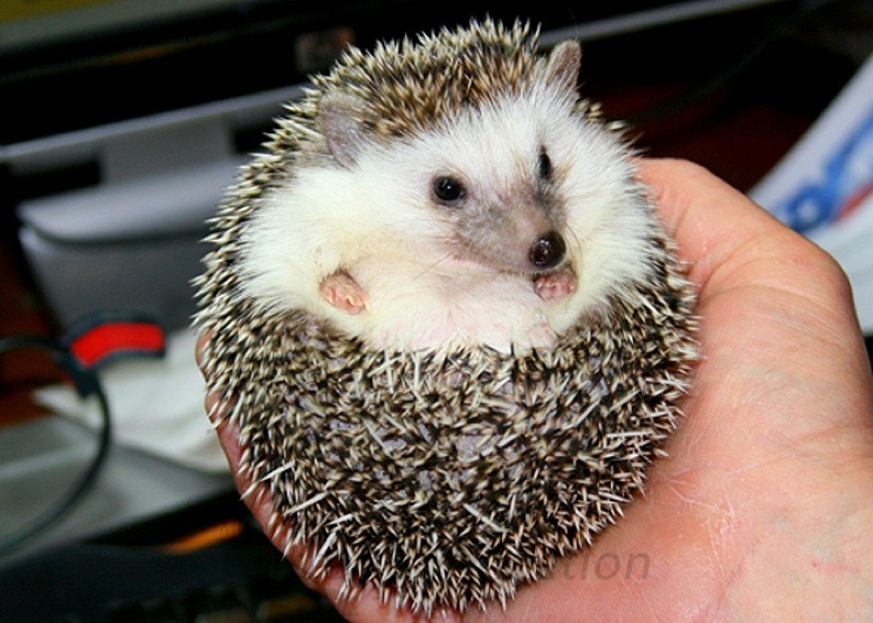 Does a Hedgehog Have Quills