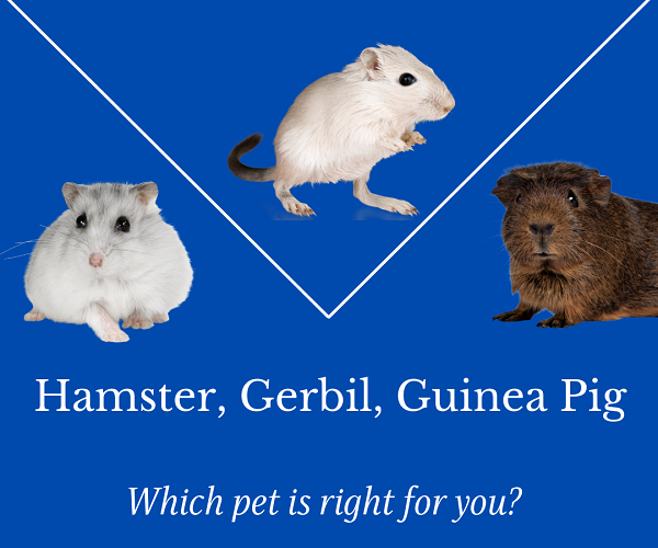Gerbil Vs Hamster Vs Guinea Pig