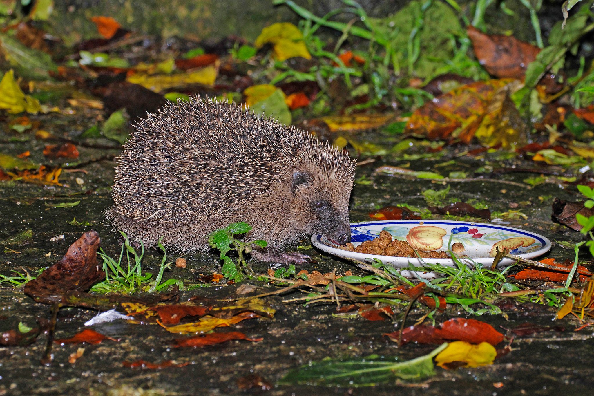 How Long Can a Hedgehog Go Without Eating Food