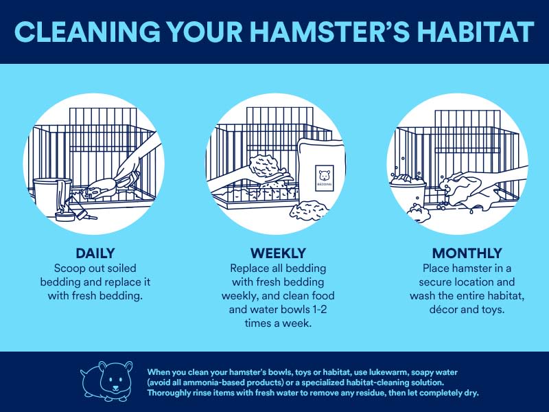 How Often to Clean Hamster Cage