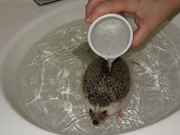 How to Bathe a Hedgehog