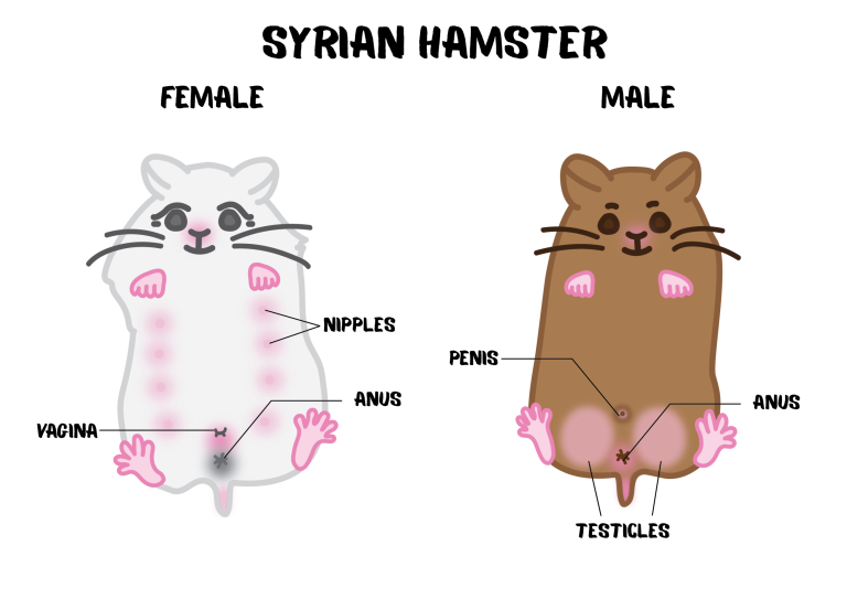 How to Know Hamster Gender