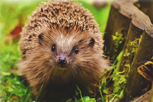 How to Make Friends With a Hedgehog