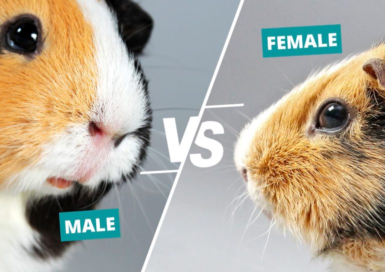 Male Vs Female Hamster: Key Differences and Care Tips