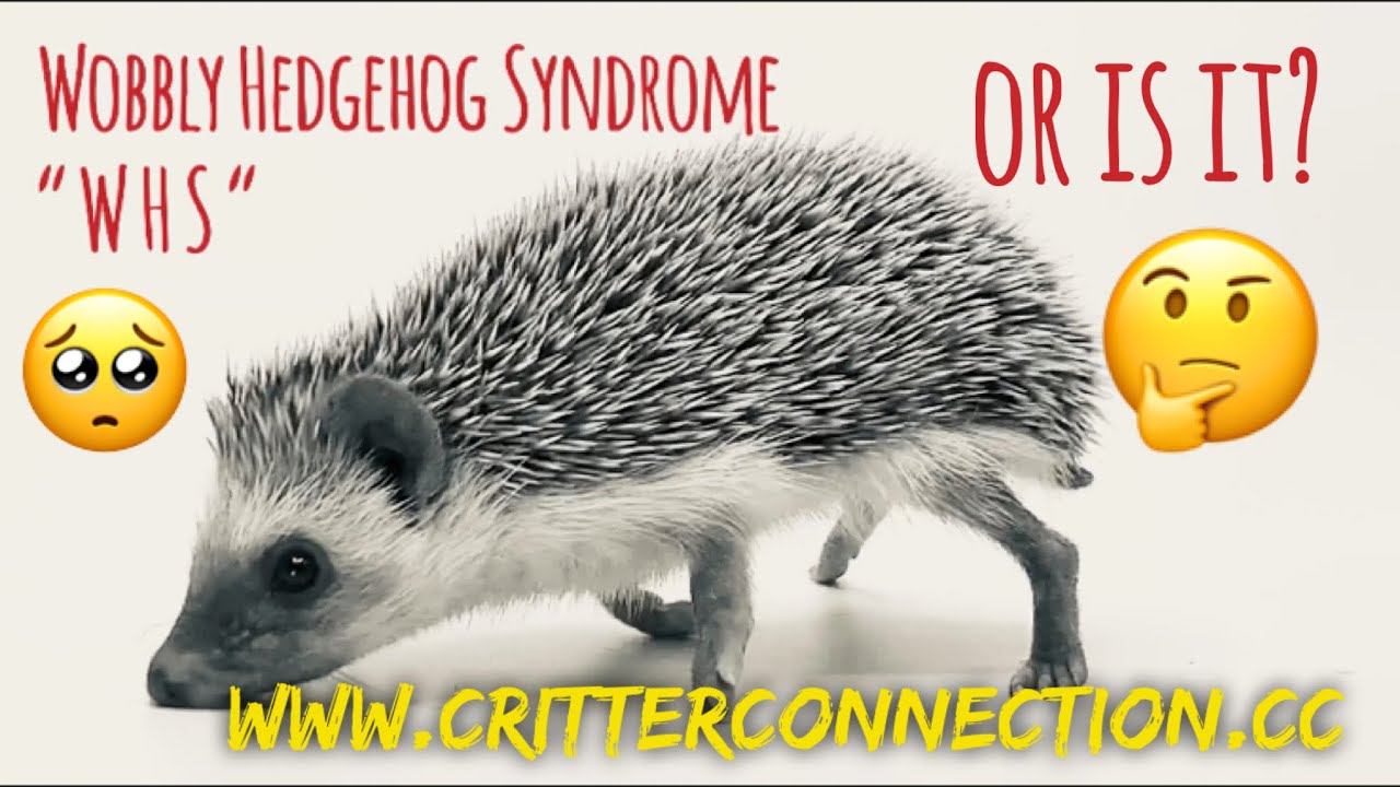 Why is My Hedgehog Shaking