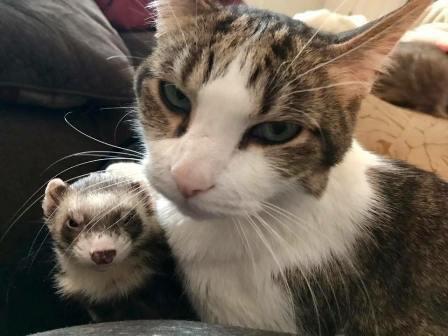 Can a Ferret Kill a Cat