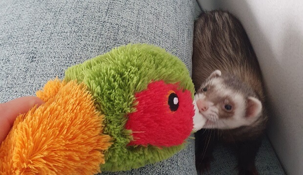 Can Ferrets Have Catnip