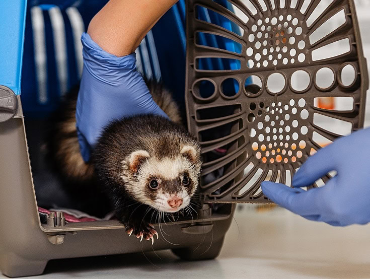 Can Ferrets Have Watermelon