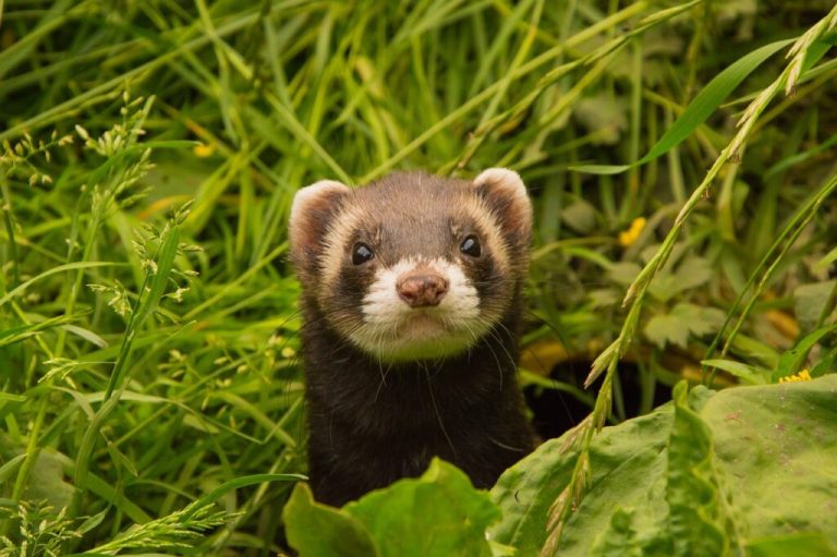 Can Ferrets Kill Rats