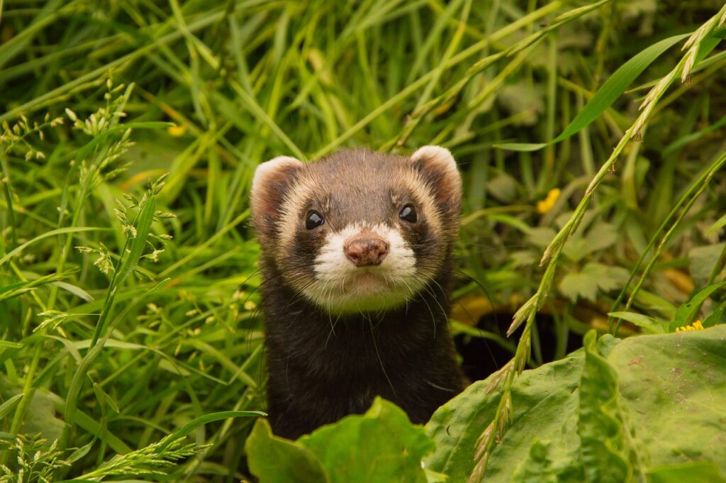 Can Ferrets Kill Rats