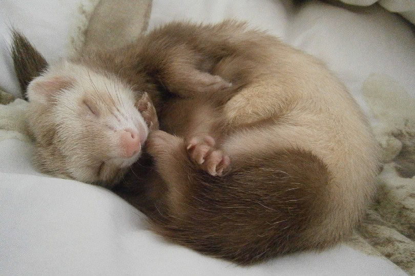 Do Ferrets Hibernate