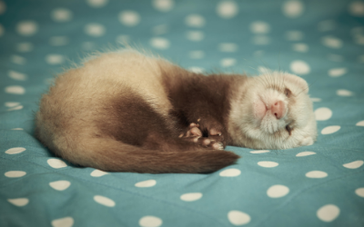 Do Rats And Ferrets Get along