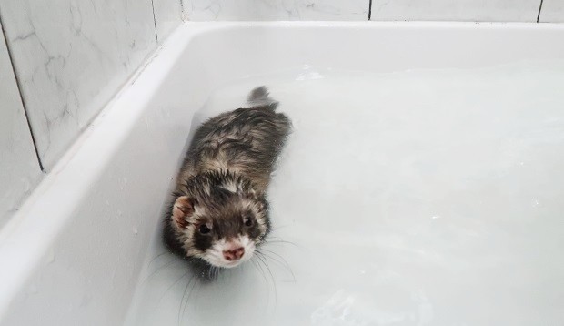 How Often Do You Bathe a Ferret