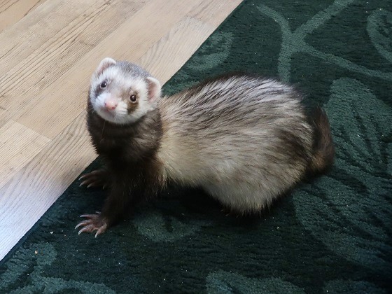 How to Get Rid of Ferret Odor