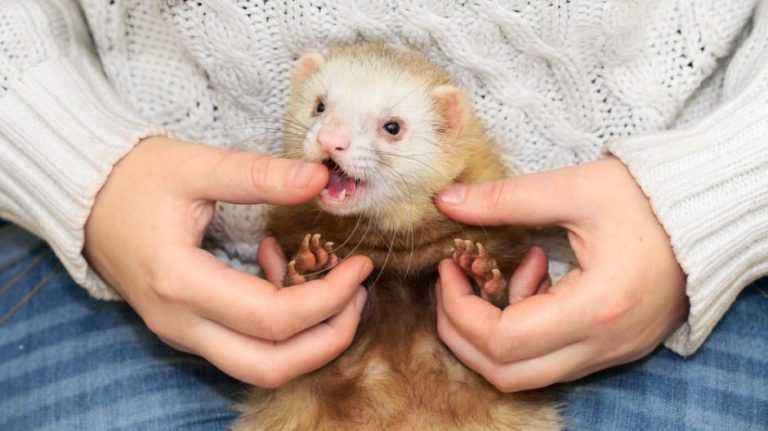 How to Stop a Ferret Biting