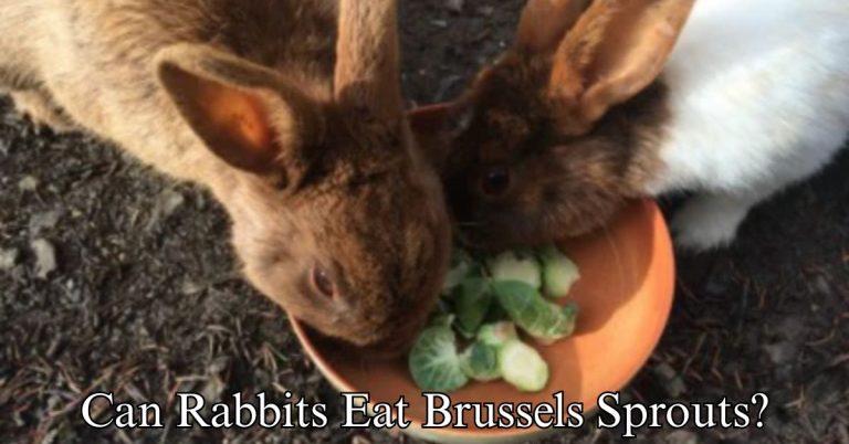 Can Rabbits Eat Brussels Sprouts