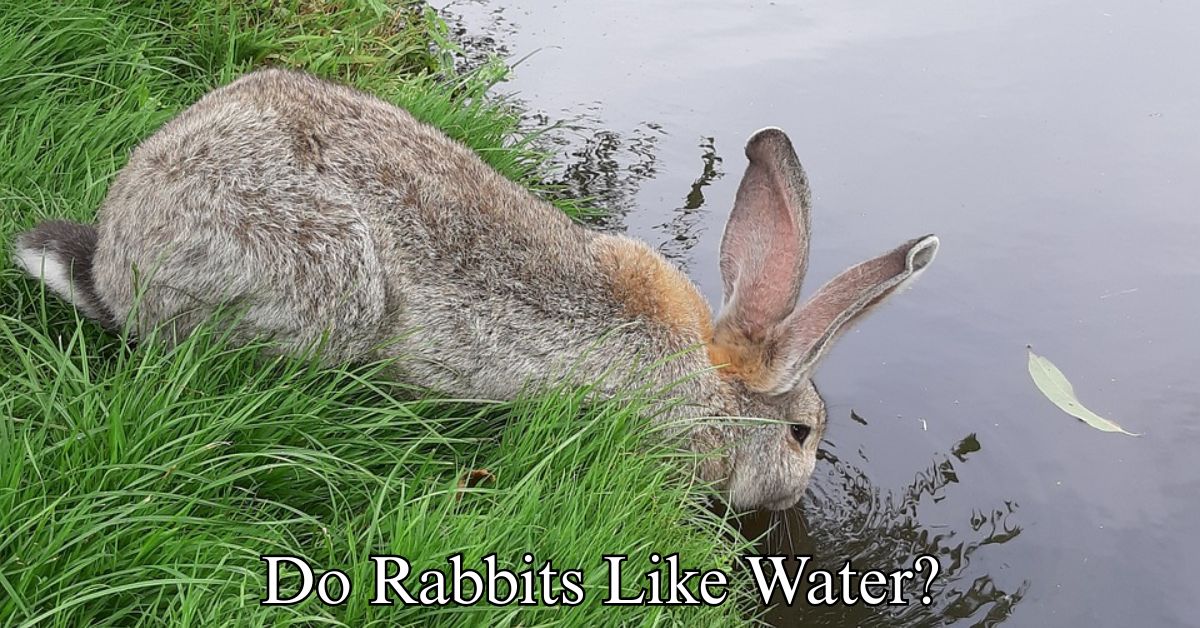Do Rabbits Like Water