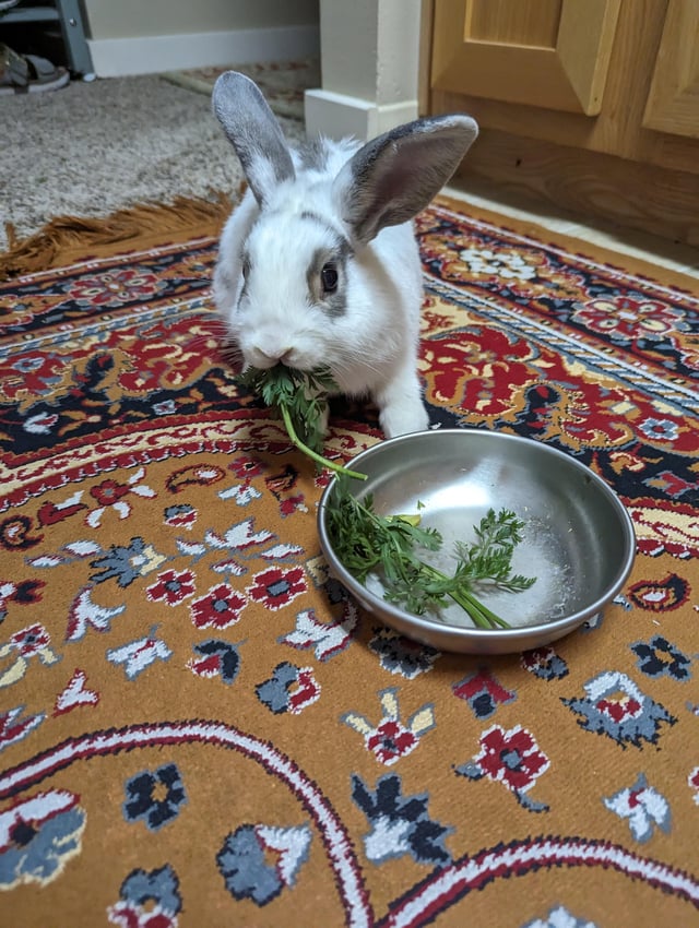 Can Rabbits Have Carrot Tops