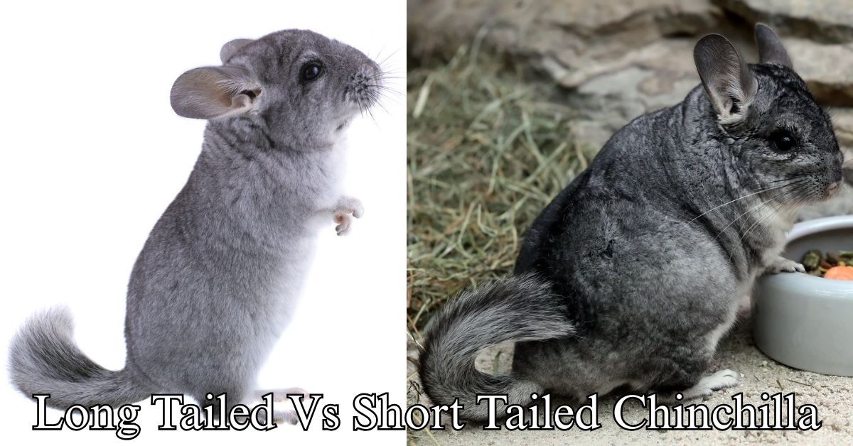 Long Tailed Vs Short Tailed Chinchilla