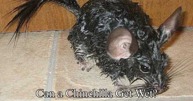 Can a Chinchilla Get Wet