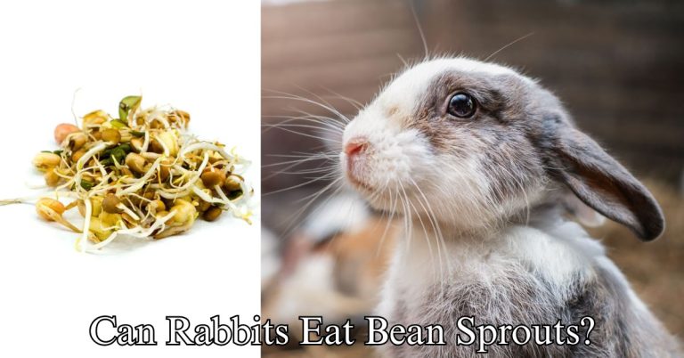 Can Rabbits Eat Bean Sprouts