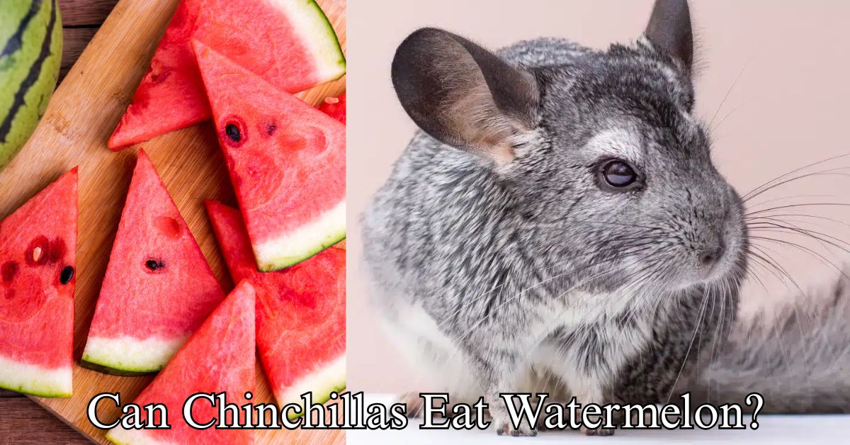 Can Chinchillas Eat Watermelon