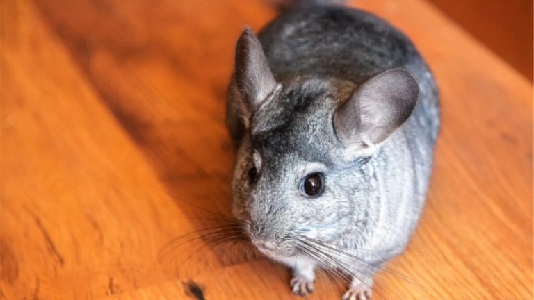 Are Chinchillas Affectionate