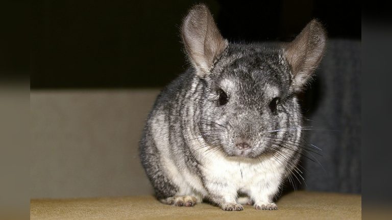 Are Chinchillas Hypoallergenic