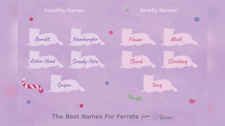 Best Ferret Names