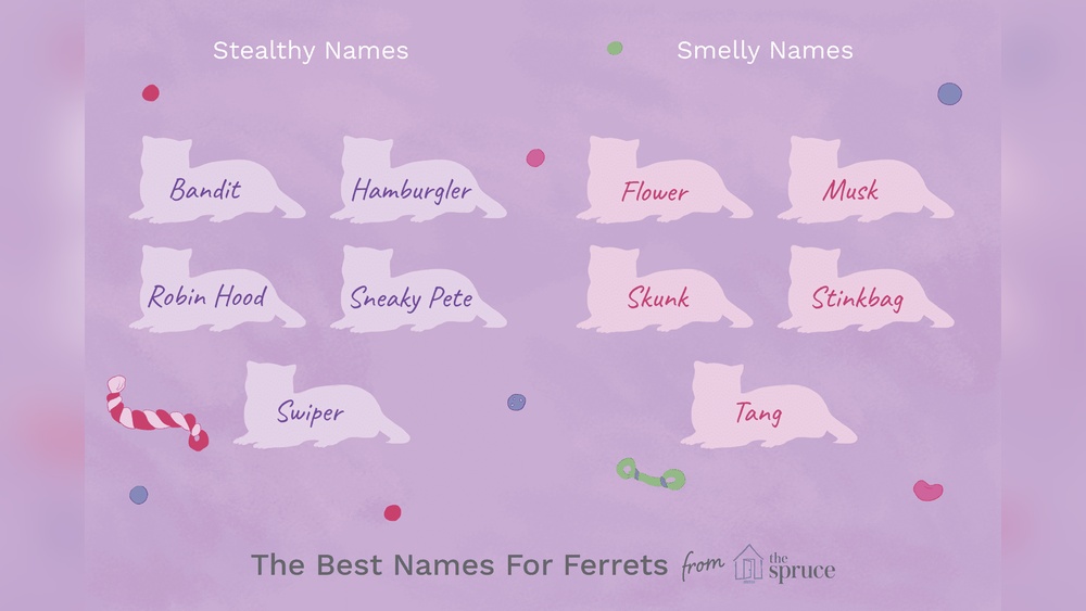 Best Ferret Names