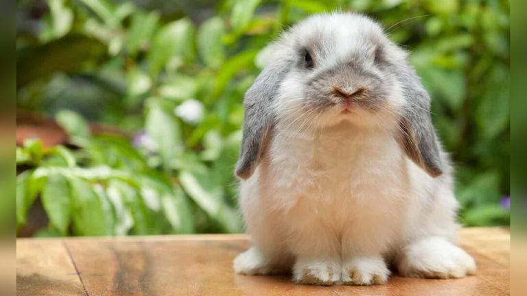 Best Rabbit for a Pet