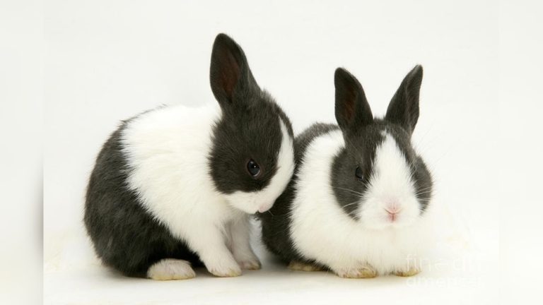 Best Rabbit for Kids