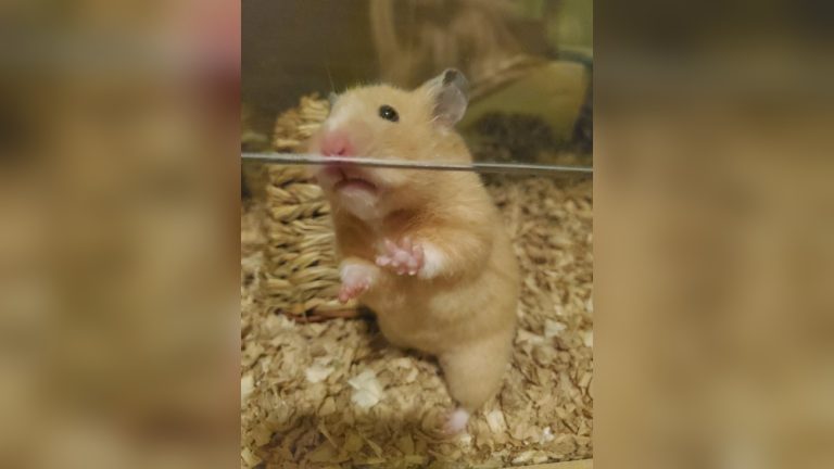 Can a Cat Get a Hamster Pregnant